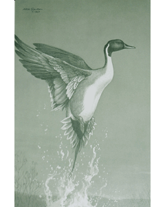 Pintail Duck Print, Jade-tone