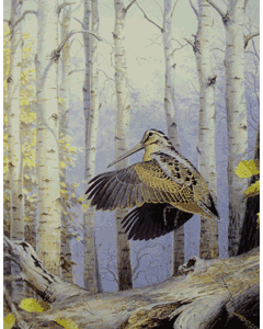 Windfall Woodcock Print