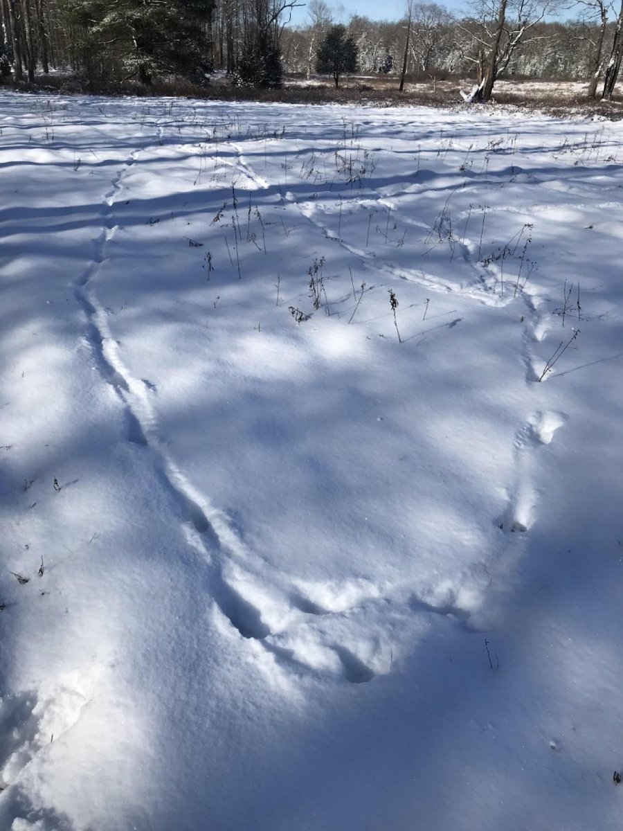 Wilderness Winter Backpacking